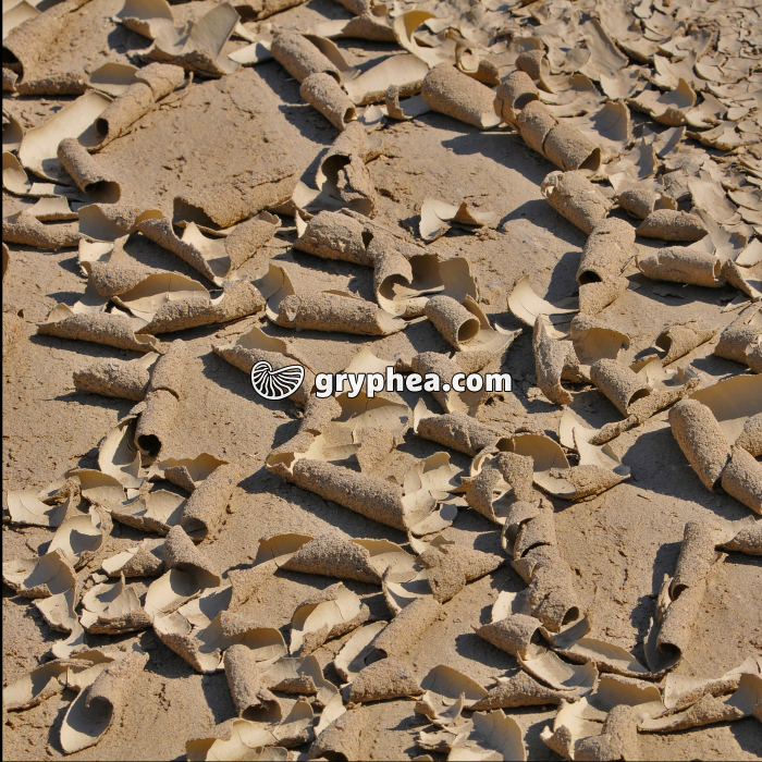 Rouleaux d'argile - gryphea.com